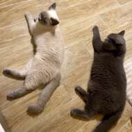 <br />
<b>Warning</b>:  Undefined variable $userID in <b>/home/petwa/pochi-tama.net/public_html/wp-content/themes/pet/single-volunteer.php</b> on line <b>198</b><br />
あずさ