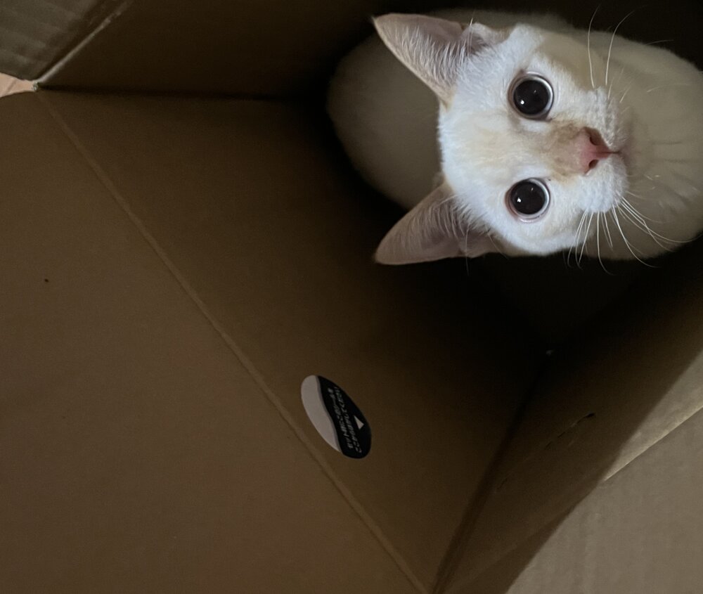 <br />
<b>Warning</b>:  Undefined variable $userID in <b>/home/petwa/pochi-tama.net/public_html/wp-content/themes/pet/single-volunteer.php</b> on line <b>198</b><br />
ゆう