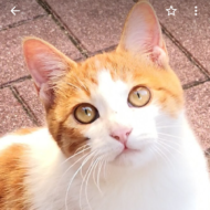 <br />
<b>Warning</b>:  Undefined variable $userID in <b>/home/petwa/pochi-tama.net/public_html/wp-content/themes/pet/single.php</b> on line <b>278</b><br />
リリアナ