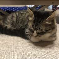 <br />
<b>Warning</b>:  Undefined variable $userID in <b>/home/petwa/pochi-tama.net/public_html/wp-content/themes/pet/single.php</b> on line <b>278</b><br />
あたたかいところで寝たい猫