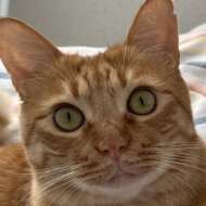 <br />
<b>Warning</b>:  Undefined variable $userID in <b>/home/petwa/pochi-tama.net/public_html/wp-content/themes/pet/single.php</b> on line <b>278</b><br />
琥珀ママ