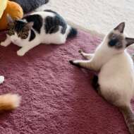 <br />
<b>Warning</b>:  Undefined variable $userID in <b>/home/petwa/pochi-tama.net/public_html/wp-content/themes/pet/single.php</b> on line <b>278</b><br />
あーちゃん