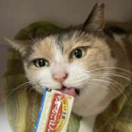 <br />
<b>Warning</b>:  Undefined variable $userID in <b>/home/petwa/pochi-tama.net/public_html/wp-content/themes/pet/single.php</b> on line <b>278</b><br />
みみずきん