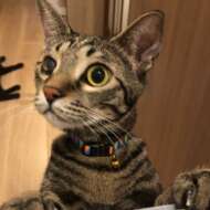 <br />
<b>Warning</b>:  Undefined variable $userID in <b>/home/petwa/pochi-tama.net/public_html/wp-content/themes/pet/single-joutokai.php</b> on line <b>148</b><br />
まめねこ庵