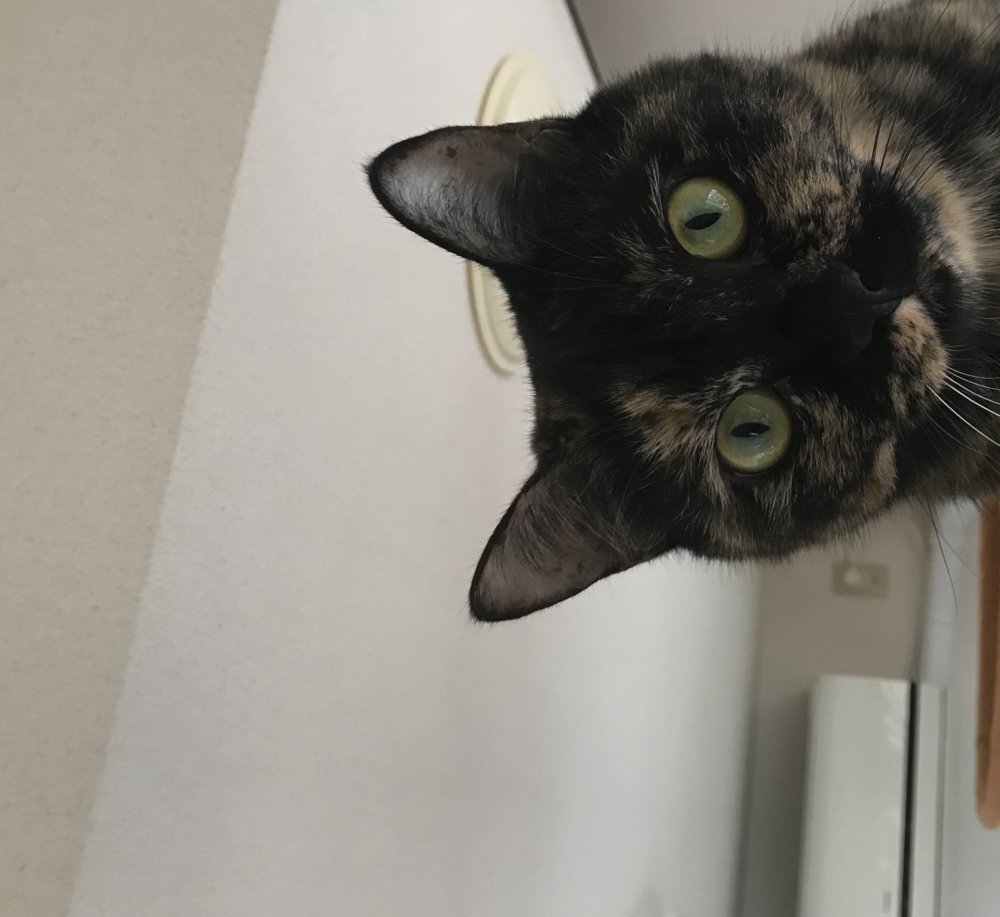 <br />
<b>Warning</b>:  Undefined variable $userID in <b>/home/petwa/pochi-tama.net/public_html/wp-content/themes/pet/single.php</b> on line <b>278</b><br />
ふぐぶり