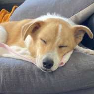 <br />
<b>Warning</b>:  Undefined variable $userID in <b>/home/petwa/pochi-tama.net/public_html/wp-content/themes/pet/single.php</b> on line <b>278</b><br />
れいあ