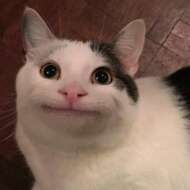 <br />
<b>Warning</b>:  Undefined variable $userID in <b>/home/petwa/pochi-tama.net/public_html/wp-content/themes/pet/single.php</b> on line <b>278</b><br />
よーへー