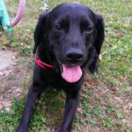 <br />
<b>Warning</b>:  Undefined variable $userID in <b>/home/petwa/pochi-tama.net/public_html/wp-content/themes/pet/single.php</b> on line <b>278</b><br />
Ricky