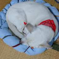 <br />
<b>Warning</b>:  Undefined variable $userID in <b>/home/petwa/pochi-tama.net/public_html/wp-content/themes/pet/single.php</b> on line <b>278</b><br />
ふうのやま