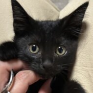 <br />
<b>Warning</b>:  Undefined variable $userID in <b>/home/petwa/pochi-tama.net/public_html/wp-content/themes/pet/single.php</b> on line <b>278</b><br />
猫の幼稚園