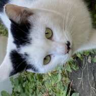 <br />
<b>Warning</b>:  Undefined variable $userID in <b>/home/petwa/pochi-tama.net/public_html/wp-content/themes/pet/single.php</b> on line <b>278</b><br />
momoco