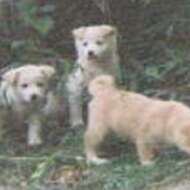 <br />
<b>Warning</b>:  Undefined variable $userID in <b>/home/petwa/pochi-tama.net/public_html/wp-content/themes/pet/single.php</b> on line <b>278</b><br />
広島動物ネットワーク