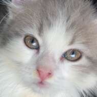 <br />
<b>Warning</b>:  Undefined variable $userID in <b>/home/petwa/pochi-tama.net/public_html/wp-content/themes/pet/single.php</b> on line <b>278</b><br />
おんたま