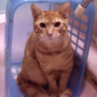 <br />
<b>Warning</b>:  Undefined variable $userID in <b>/home/petwa/pochi-tama.net/public_html/wp-content/themes/pet/single.php</b> on line <b>278</b><br />
ねこにごはん