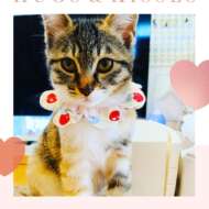 <br />
<b>Warning</b>:  Undefined variable $userID in <b>/home/petwa/pochi-tama.net/public_html/wp-content/themes/pet/single.php</b> on line <b>278</b><br />
HappyCats〜ねこに恩返しの会