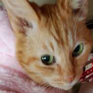 <br />
<b>Warning</b>:  Undefined variable $userID in <b>/home/petwa/pochi-tama.net/public_html/wp-content/themes/pet/single.php</b> on line <b>278</b><br />
はぬる