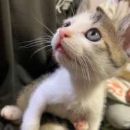 <br />
<b>Warning</b>:  Undefined variable $userID in <b>/home/petwa/pochi-tama.net/public_html/wp-content/themes/pet/single.php</b> on line <b>278</b><br />
ユキコ