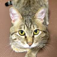 <br />
<b>Warning</b>:  Undefined variable $userID in <b>/home/petwa/pochi-tama.net/public_html/wp-content/themes/pet/single-volunteer.php</b> on line <b>198</b><br />
うみ