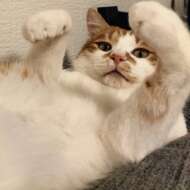 <br />
<b>Warning</b>:  Undefined variable $userID in <b>/home/petwa/pochi-tama.net/public_html/wp-content/themes/pet/single.php</b> on line <b>278</b><br />
ぽん