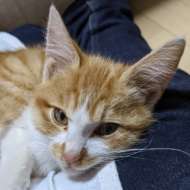 <br />
<b>Warning</b>:  Undefined variable $userID in <b>/home/petwa/pochi-tama.net/public_html/wp-content/themes/pet/single.php</b> on line <b>278</b><br />
川口ちゃとら