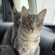 <br />
<b>Warning</b>:  Undefined variable $userID in <b>/home/petwa/pochi-tama.net/public_html/wp-content/themes/pet/single-volunteer.php</b> on line <b>198</b><br />
さやか