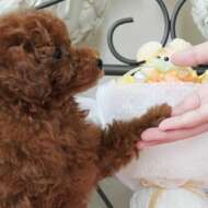 <br />
<b>Warning</b>:  Undefined variable $userID in <b>/home/petwa/pochi-tama.net/public_html/wp-content/themes/pet/single.php</b> on line <b>278</b><br />
華club