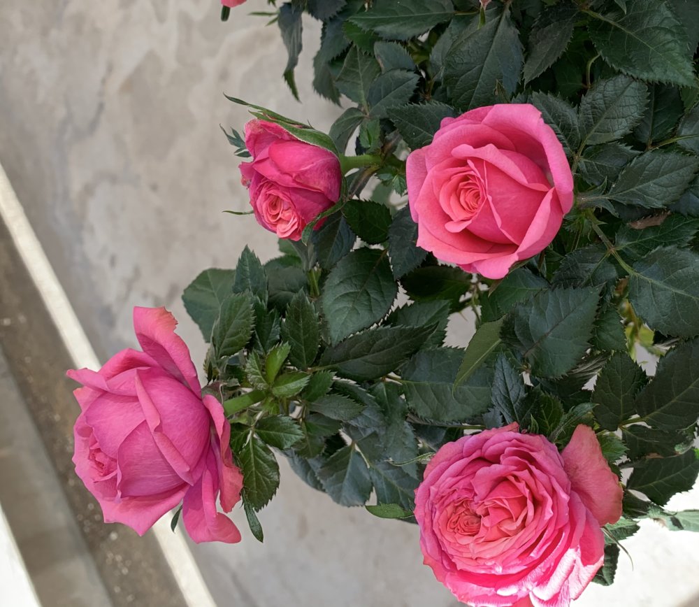 <br />
<b>Warning</b>:  Undefined variable $userID in <b>/home/petwa/pochi-tama.net/public_html/wp-content/themes/pet/single.php</b> on line <b>278</b><br />
そら