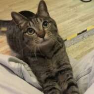 <br />
<b>Warning</b>:  Undefined variable $userID in <b>/home/petwa/pochi-tama.net/public_html/wp-content/themes/pet/single.php</b> on line <b>278</b><br />
リク