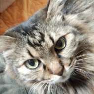 <br />
<b>Warning</b>:  Undefined variable $userID in <b>/home/petwa/pochi-tama.net/public_html/wp-content/themes/pet/single.php</b> on line <b>278</b><br />
赤尾