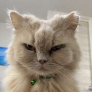 <br />
<b>Warning</b>:  Undefined variable $userID in <b>/home/petwa/pochi-tama.net/public_html/wp-content/themes/pet/single.php</b> on line <b>278</b><br />
hillsねこ