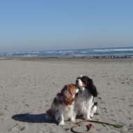 <br />
<b>Warning</b>:  Undefined variable $userID in <b>/home/petwa/pochi-tama.net/public_html/wp-content/themes/pet/single.php</b> on line <b>278</b><br />
kakomum