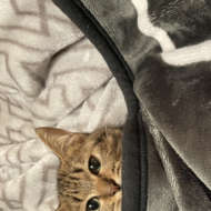 <br />
<b>Warning</b>:  Undefined variable $userID in <b>/home/petwa/pochi-tama.net/public_html/wp-content/themes/pet/single.php</b> on line <b>278</b><br />
あびゃちゃん