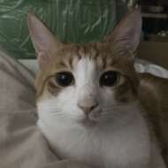 <br />
<b>Warning</b>:  Undefined variable $userID in <b>/home/petwa/pochi-tama.net/public_html/wp-content/themes/pet/single-volunteer.php</b> on line <b>198</b><br />
豆