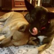 <br />
<b>Warning</b>:  Undefined variable $userID in <b>/home/petwa/pochi-tama.net/public_html/wp-content/themes/pet/single.php</b> on line <b>278</b><br />
NPO法人アニマルレスキューたんぽぽ