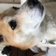 <br />
<b>Warning</b>:  Undefined variable $userID in <b>/home/petwa/pochi-tama.net/public_html/wp-content/themes/pet/single.php</b> on line <b>278</b><br />
チーム保護犬@千葉