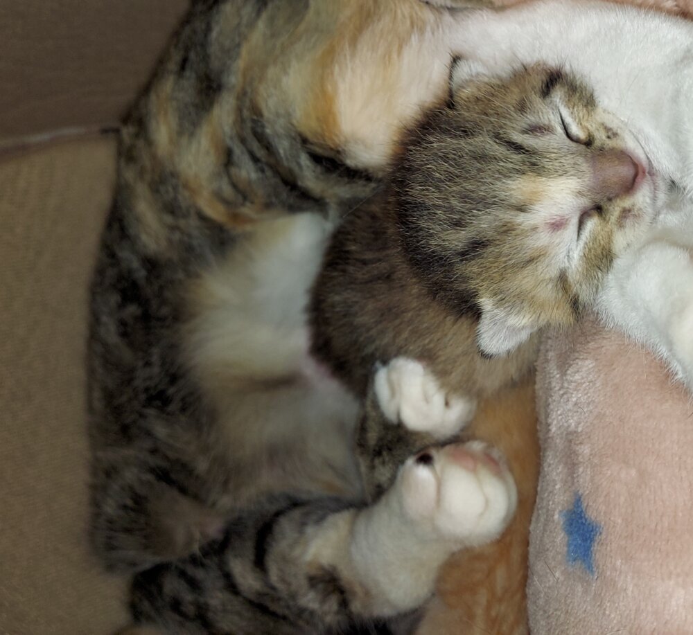 <br />
<b>Warning</b>:  Undefined variable $userID in <b>/home/petwa/pochi-tama.net/public_html/wp-content/themes/pet/single.php</b> on line <b>278</b><br />
pekokuro