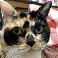 <br />
<b>Warning</b>:  Undefined variable $userID in <b>/home/petwa/pochi-tama.net/public_html/wp-content/themes/pet/single.php</b> on line <b>278</b><br />
猫ママ