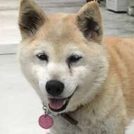 <br />
<b>Warning</b>:  Undefined variable $userID in <b>/home/petwa/pochi-tama.net/public_html/wp-content/themes/pet/single.php</b> on line <b>278</b><br />
ななのいえ