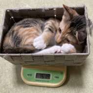 <br />
<b>Warning</b>:  Undefined variable $userID in <b>/home/petwa/pochi-tama.net/public_html/wp-content/themes/pet/single-volunteer.php</b> on line <b>198</b><br />
クロスケ