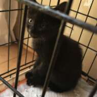 <br />
<b>Warning</b>:  Undefined variable $userID in <b>/home/petwa/pochi-tama.net/public_html/wp-content/themes/pet/single.php</b> on line <b>278</b><br />
Haru