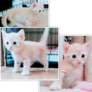 <br />
<b>Warning</b>:  Undefined variable $userID in <b>/home/petwa/pochi-tama.net/public_html/wp-content/themes/pet/single.php</b> on line <b>278</b><br />
NPO ハッピーキャット