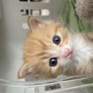 <br />
<b>Warning</b>:  Undefined variable $userID in <b>/home/petwa/pochi-tama.net/public_html/wp-content/themes/pet/single.php</b> on line <b>278</b><br />
あさか