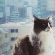 <br />
<b>Warning</b>:  Undefined variable $userID in <b>/home/petwa/pochi-tama.net/public_html/wp-content/themes/pet/single-volunteer.php</b> on line <b>198</b><br />
かんぱーにゅ