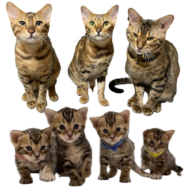 <br />
<b>Warning</b>:  Undefined variable $userID in <b>/home/petwa/pochi-tama.net/public_html/wp-content/themes/pet/single-volunteer.php</b> on line <b>198</b><br />
ゆきんこ