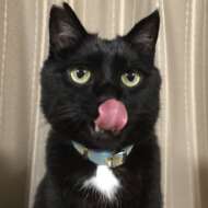 <br />
<b>Warning</b>:  Undefined variable $userID in <b>/home/petwa/pochi-tama.net/public_html/wp-content/themes/pet/single.php</b> on line <b>278</b><br />
kuromi