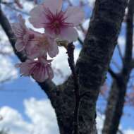 <br />
<b>Warning</b>:  Undefined variable $userID in <b>/home/petwa/pochi-tama.net/public_html/wp-content/themes/pet/single.php</b> on line <b>278</b><br />
きゅうり