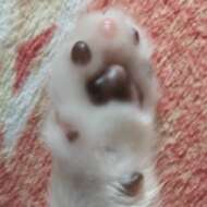 <br />
<b>Warning</b>:  Undefined variable $userID in <b>/home/petwa/pochi-tama.net/public_html/wp-content/themes/pet/single.php</b> on line <b>278</b><br />
FukuMaru