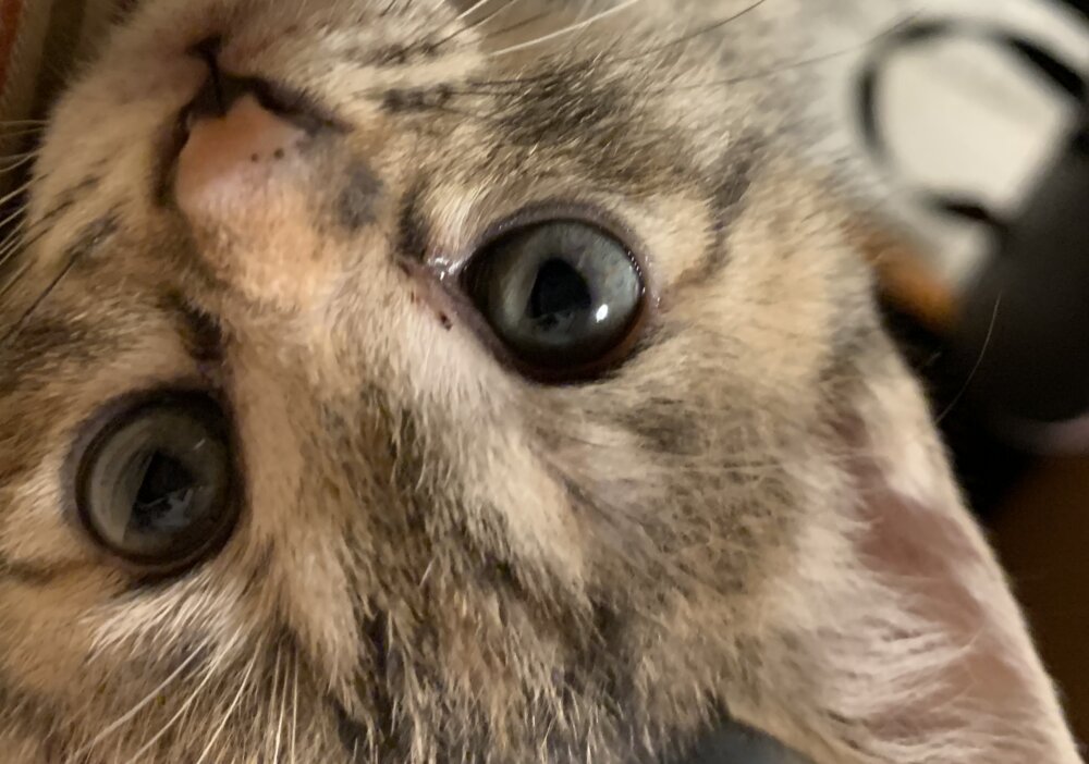 <br />
<b>Warning</b>:  Undefined variable $userID in <b>/home/petwa/pochi-tama.net/public_html/wp-content/themes/pet/single.php</b> on line <b>278</b><br />
myco