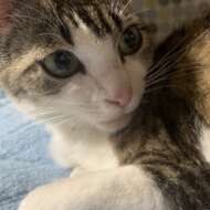 <br />
<b>Warning</b>:  Undefined variable $userID in <b>/home/petwa/pochi-tama.net/public_html/wp-content/themes/pet/single-volunteer.php</b> on line <b>198</b><br />
よしちゃん