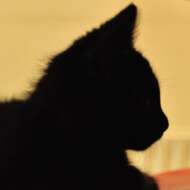 <br />
<b>Warning</b>:  Undefined variable $userID in <b>/home/petwa/pochi-tama.net/public_html/wp-content/themes/pet/single-volunteer.php</b> on line <b>198</b><br />
にゃにゃにゃ